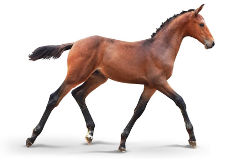 Costa VD Holsteinerhoeve Z